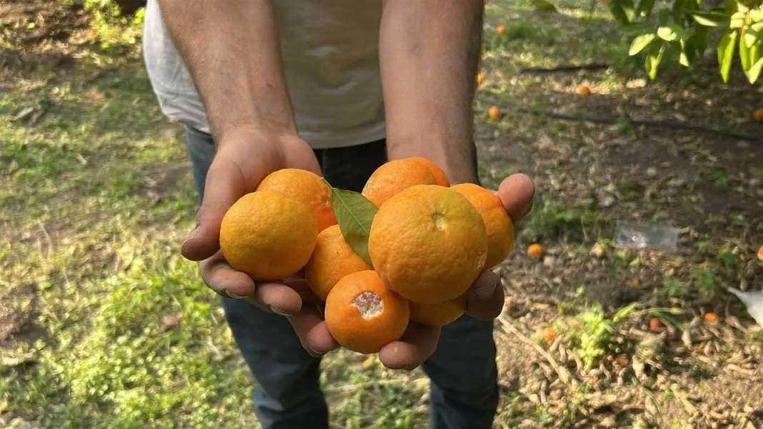 Hatay’da Dalından Narenciye Toplatan Festivale Yoğun İlgi! 5